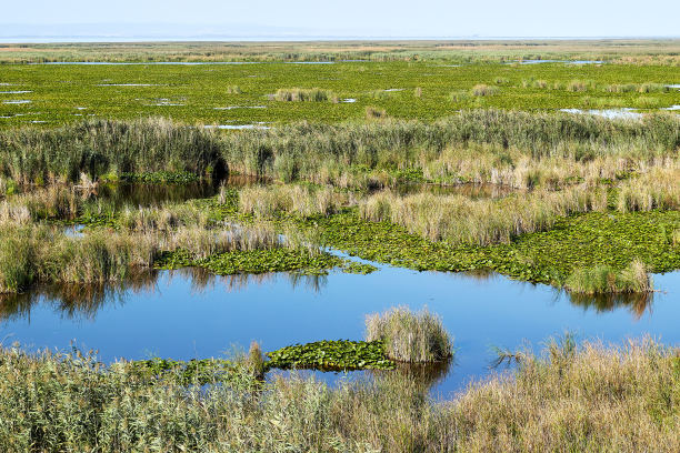 marsh