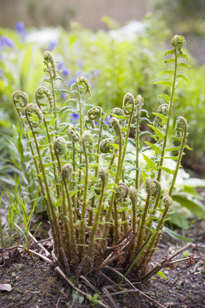 fiddlehead