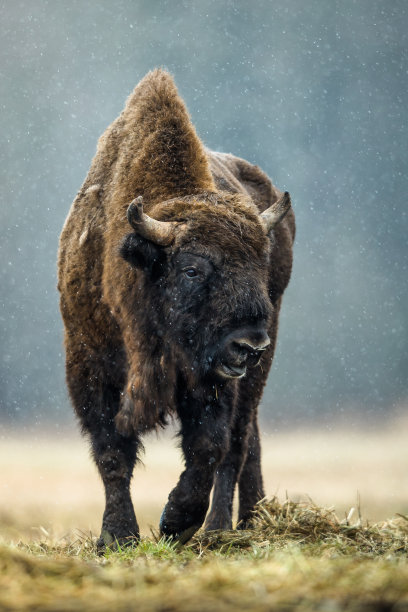 bison