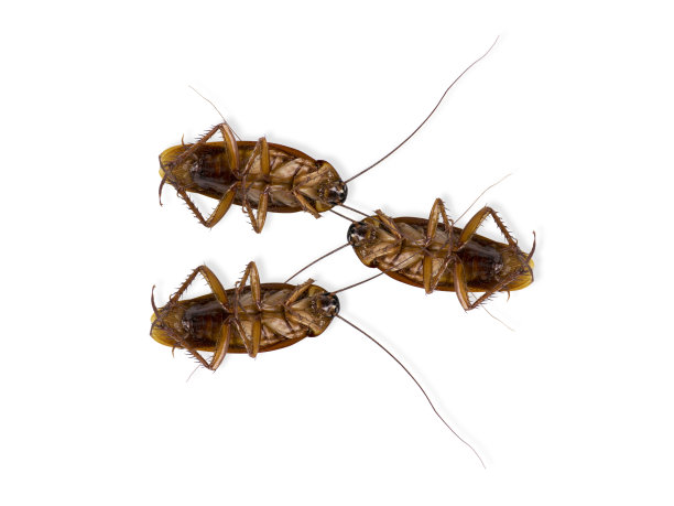 ddt