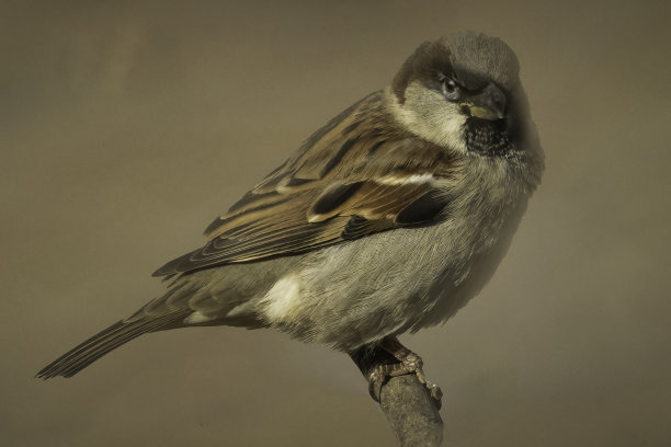 sparrow
