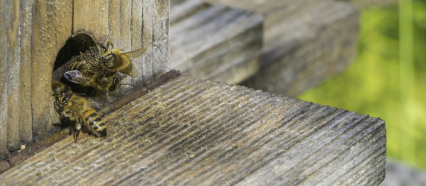 beekeeper