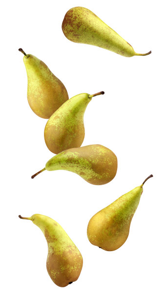pyrus