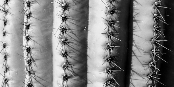 saguaro