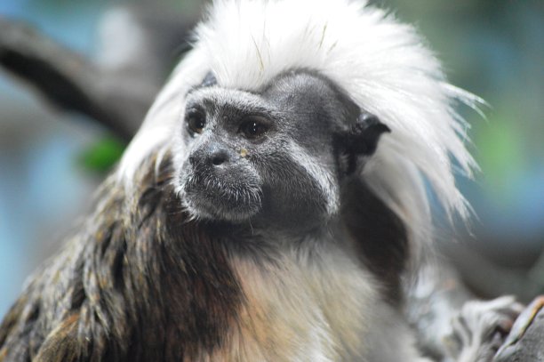 saguinus