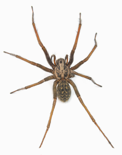 arachnid
