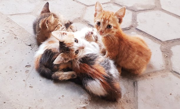 stray