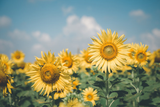 flowering