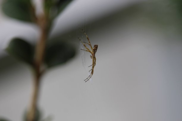 argiope