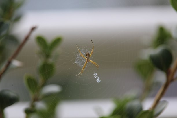 argiope