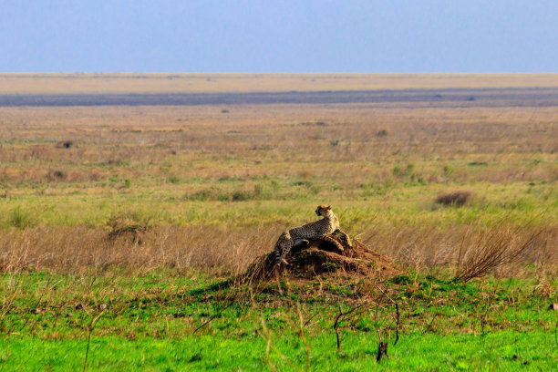 serengeti