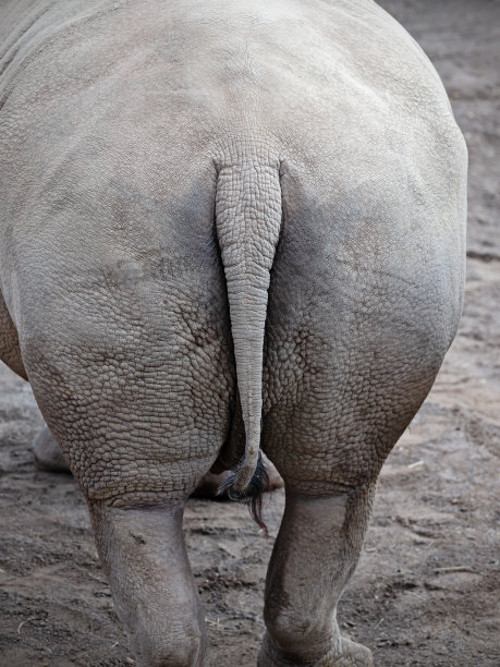 rear