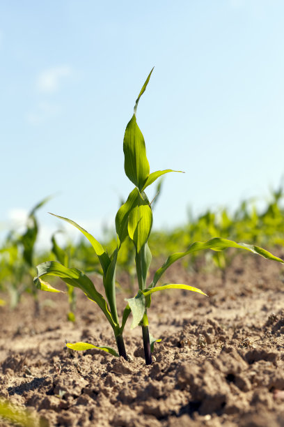 maize