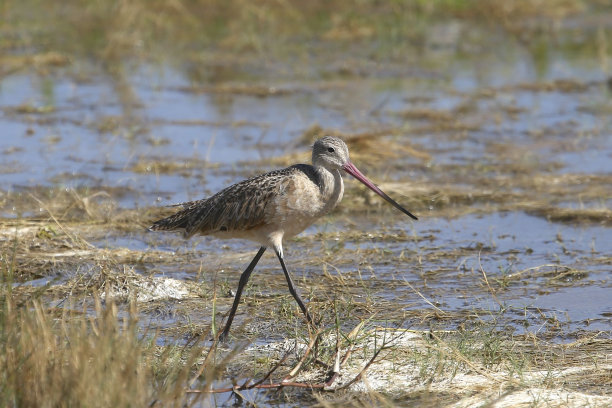 limosa