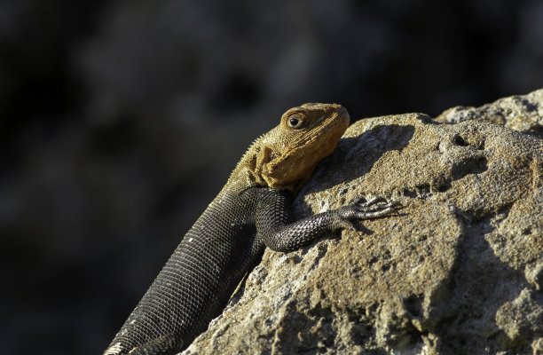 agama