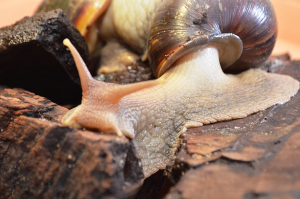 gastropod