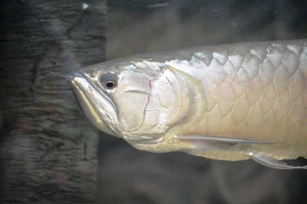 arowana