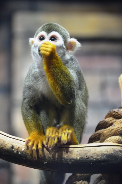 saguinus
