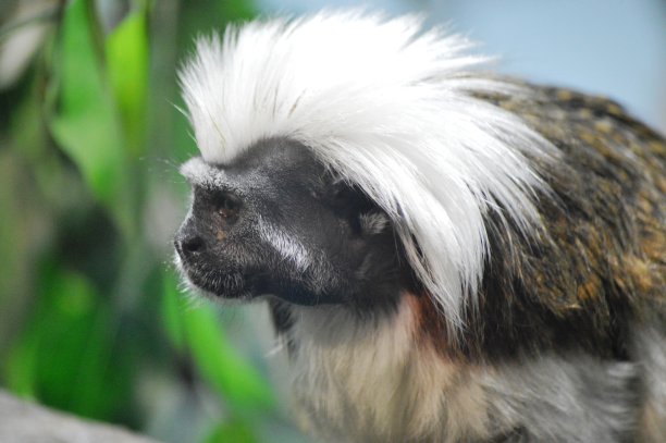 saguinus