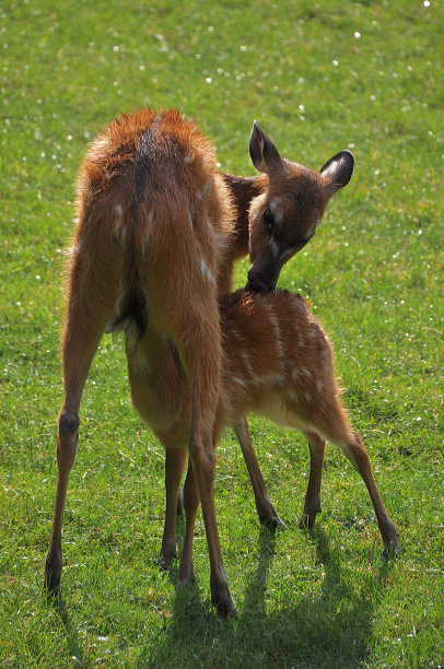 doe