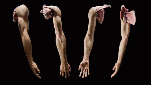 arms