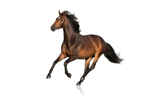 equus