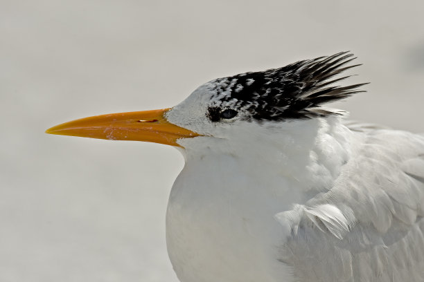 charadriiformes