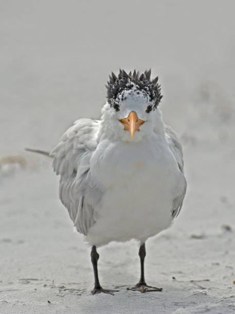 charadriiformes