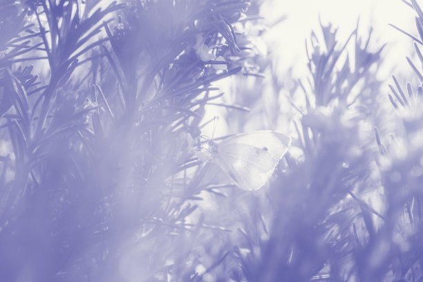 蓝白花卉蝴蝶图案素材