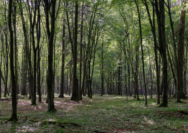 clearing