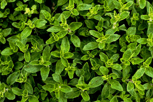 oregano