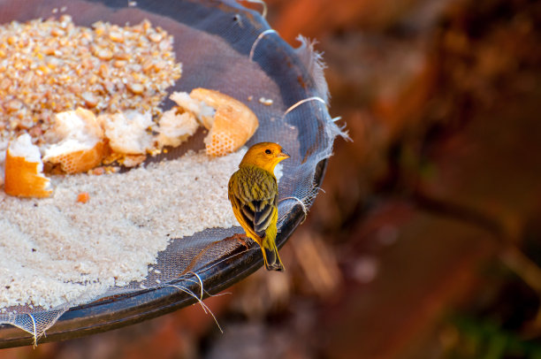 canary