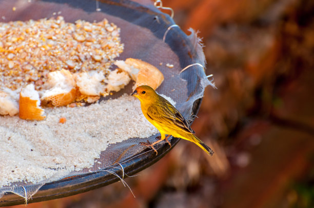 canary