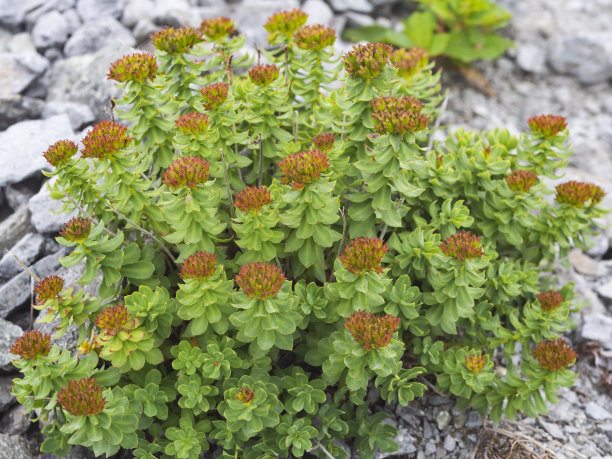 rhodiola