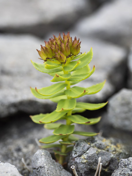 rhodiola