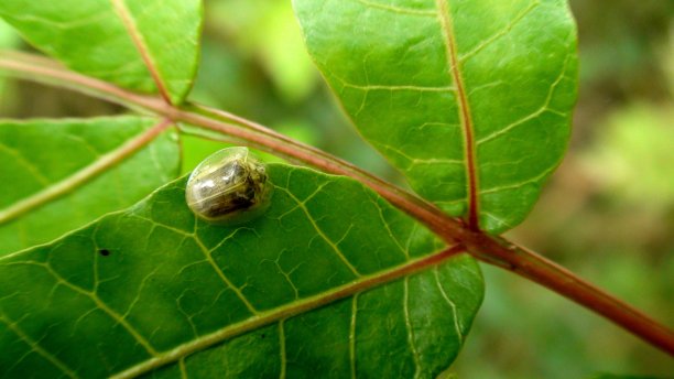 叶甲虫,甲虫,生物学