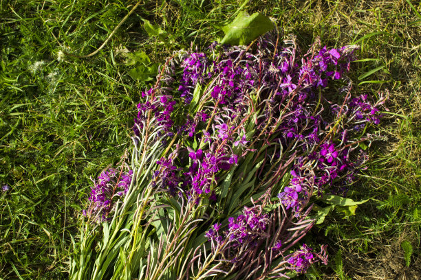 epilobium