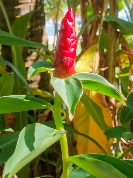 costus
