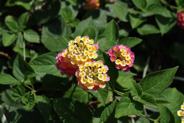 lantana