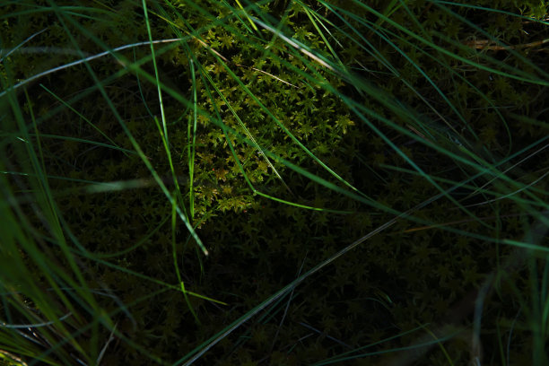 发光眼睛生物特写