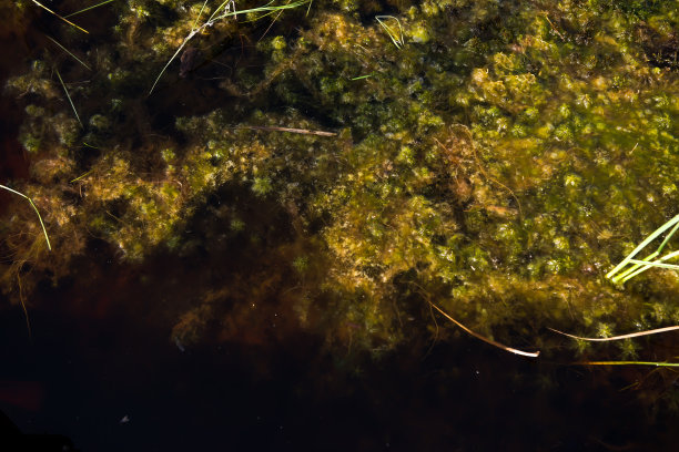 发光眼睛生物特写