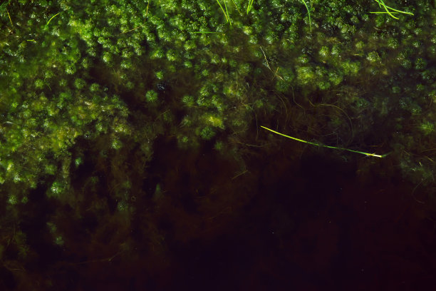 发光眼睛生物特写