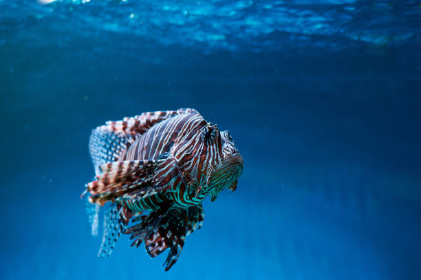 lionfish