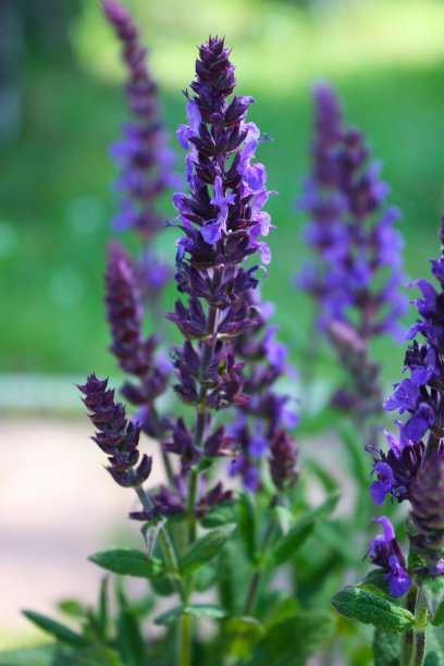 salvia