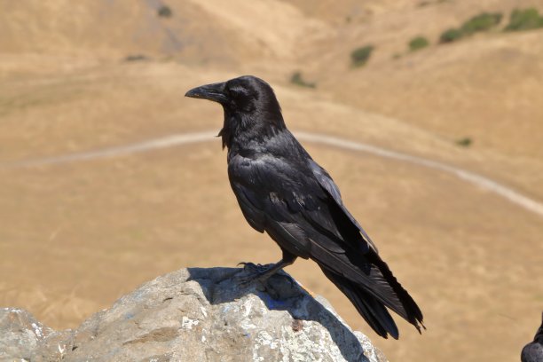 raven