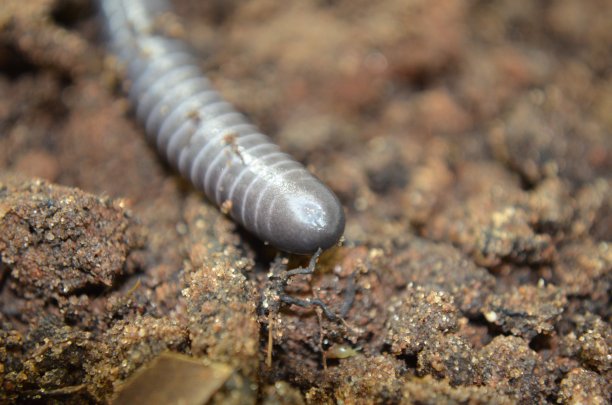 caecilian