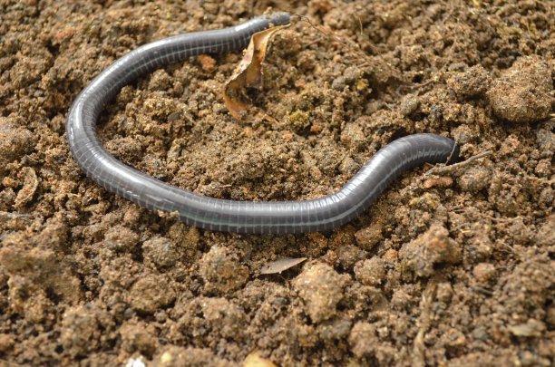 caecilian