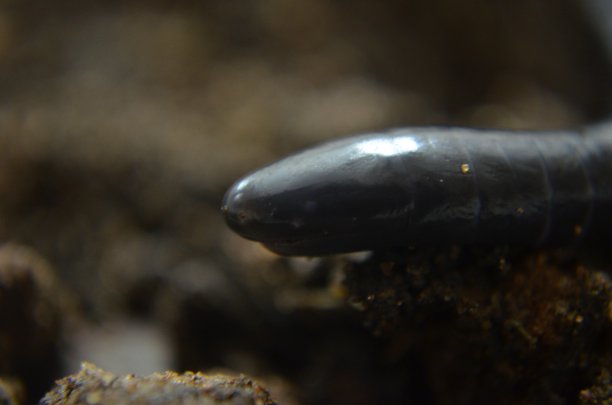 caecilian