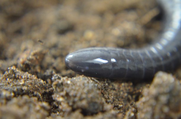 caecilian