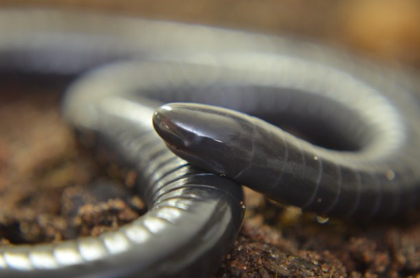 caecilian